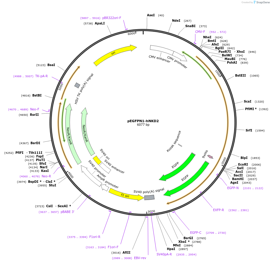 174328-plasmid-map-sequence-id-349816