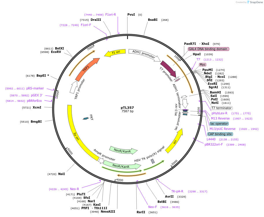 168418-plasmid-map-sequence-id-349817