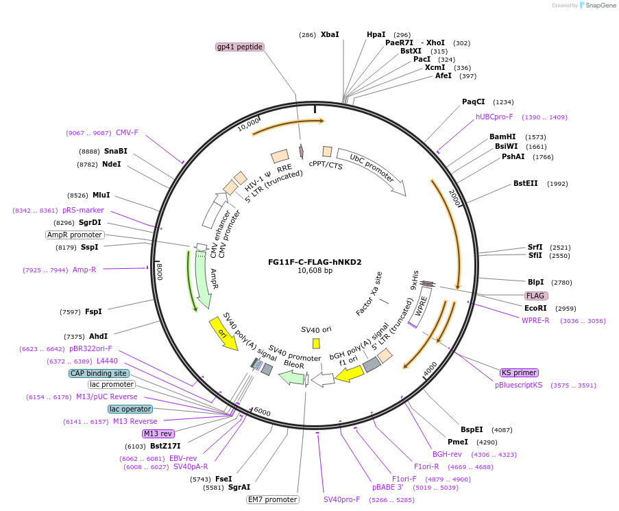 174330-plasmid-map-sequence-id-349820