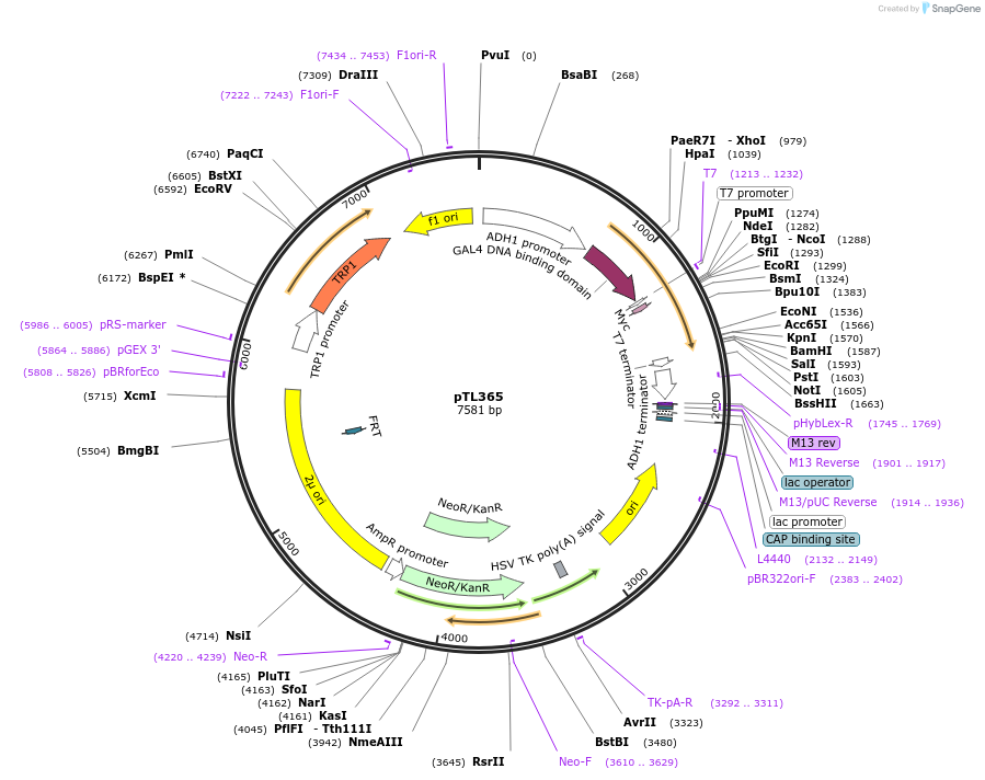 168426-plasmid-map-sequence-id-349821