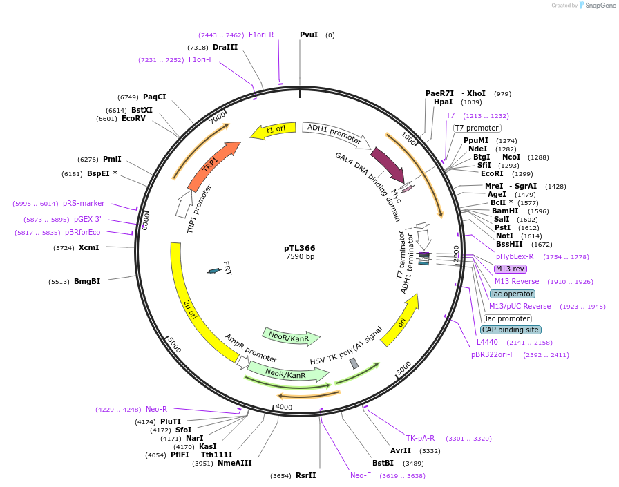 168427-plasmid-map-sequence-id-349822