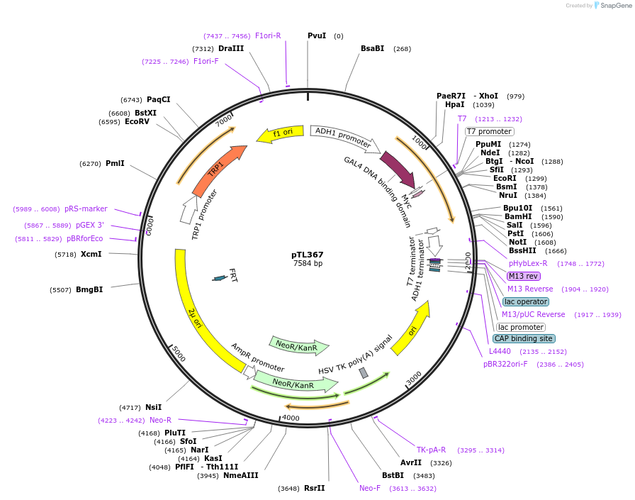 168428-plasmid-map-sequence-id-349823