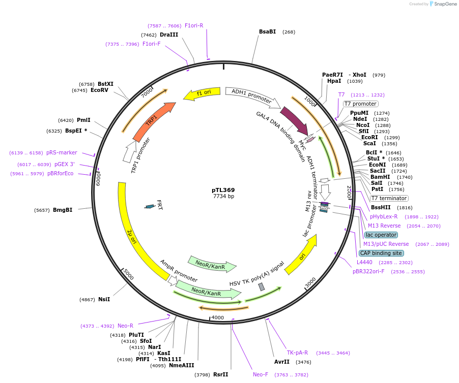 168430-plasmid-map-sequence-id-349825