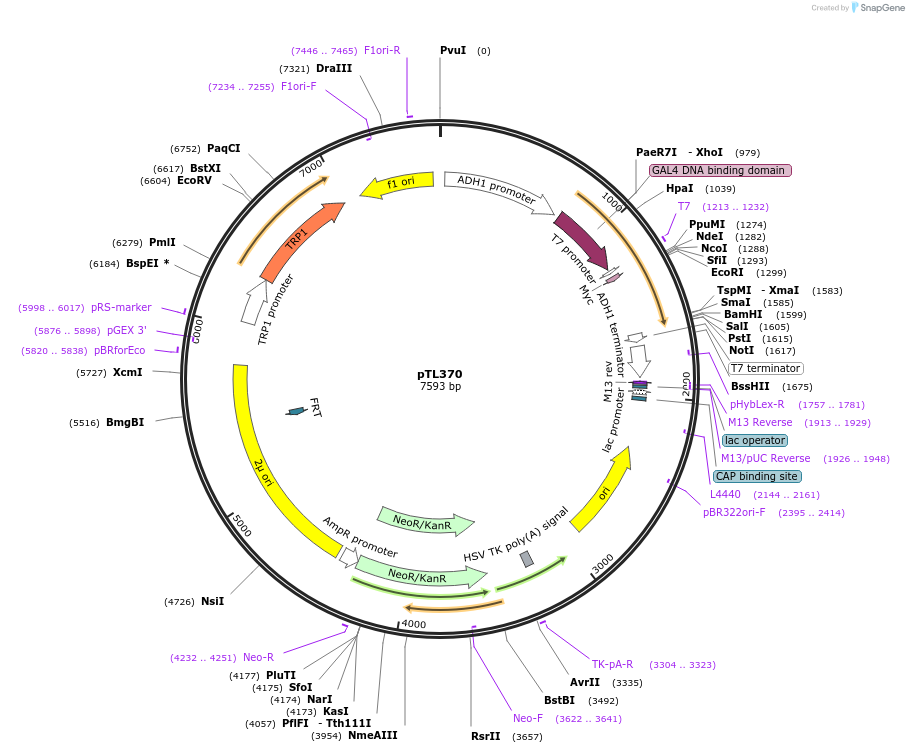 168431-plasmid-map-sequence-id-349826