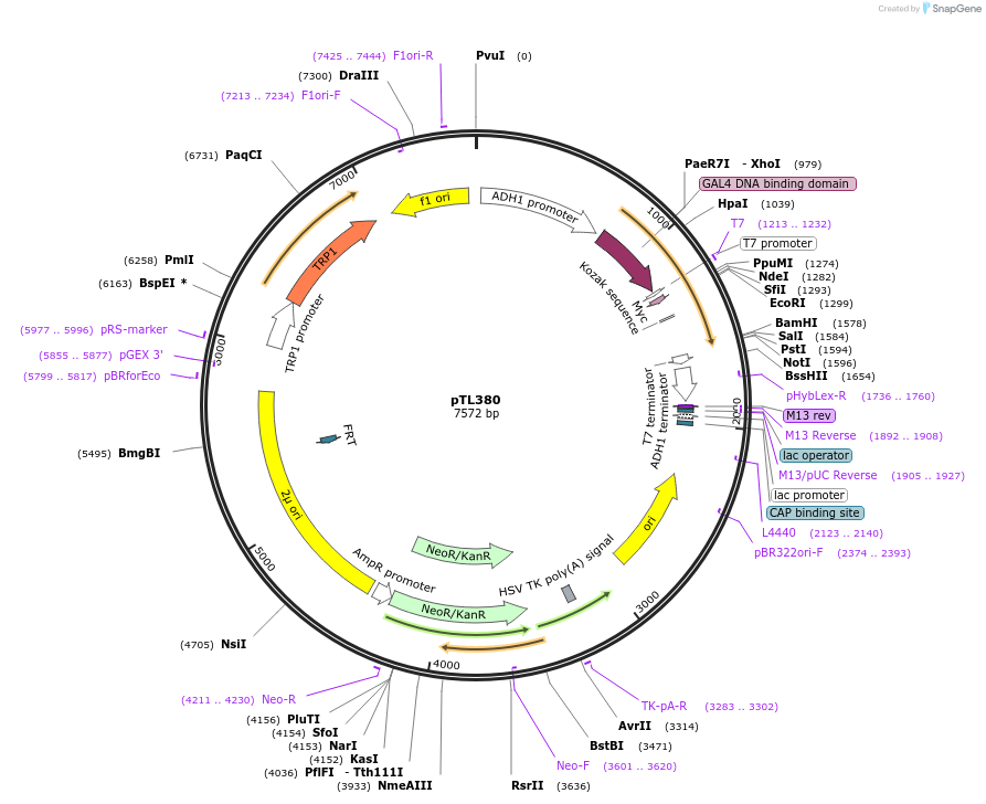 168441-plasmid-map-sequence-id-349831