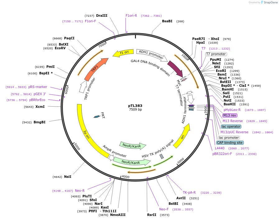 168444-plasmid-map-sequence-id-349834