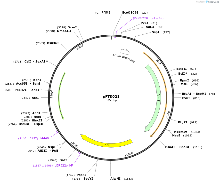 171293-plasmid-map-sequence-id-349837