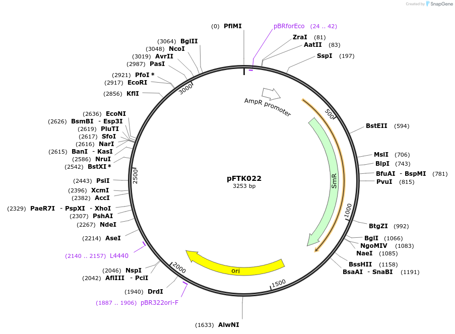 171294-plasmid-map-sequence-id-349838