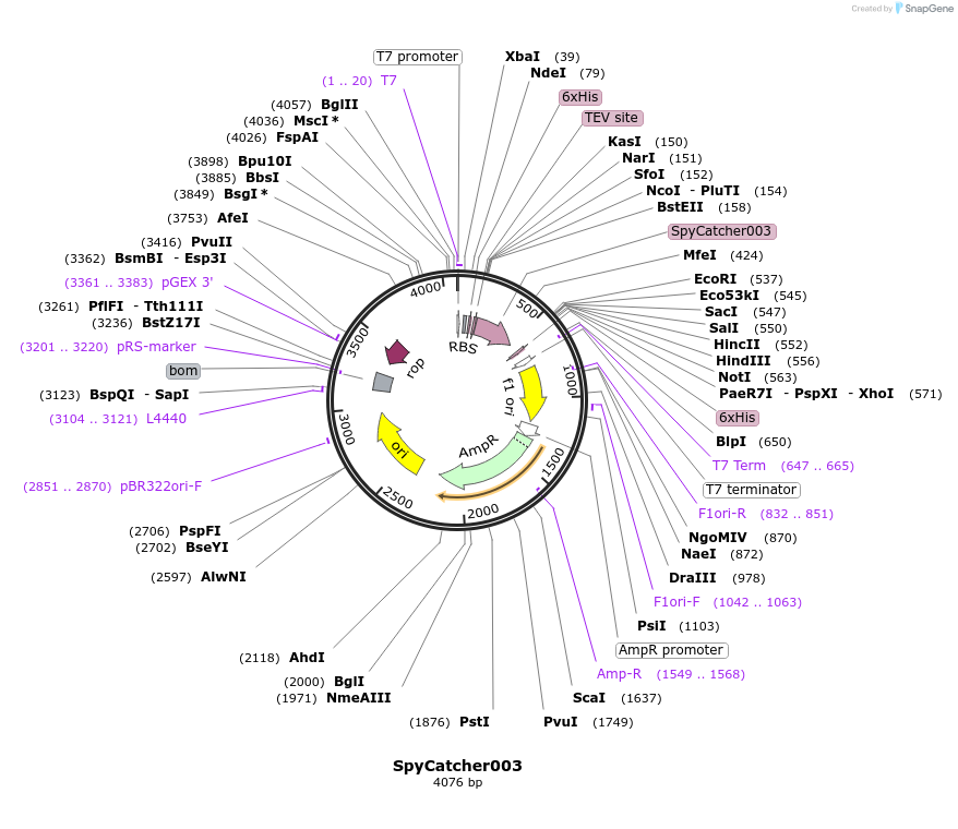 133447-plasmid-map-sequence-id-349847