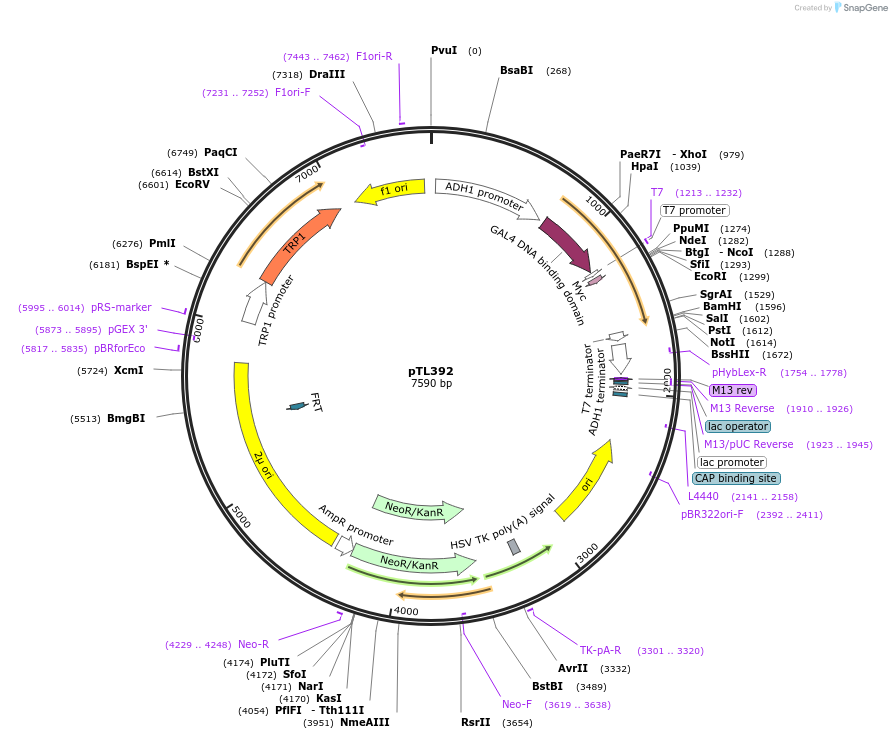 168453-plasmid-map-sequence-id-349855