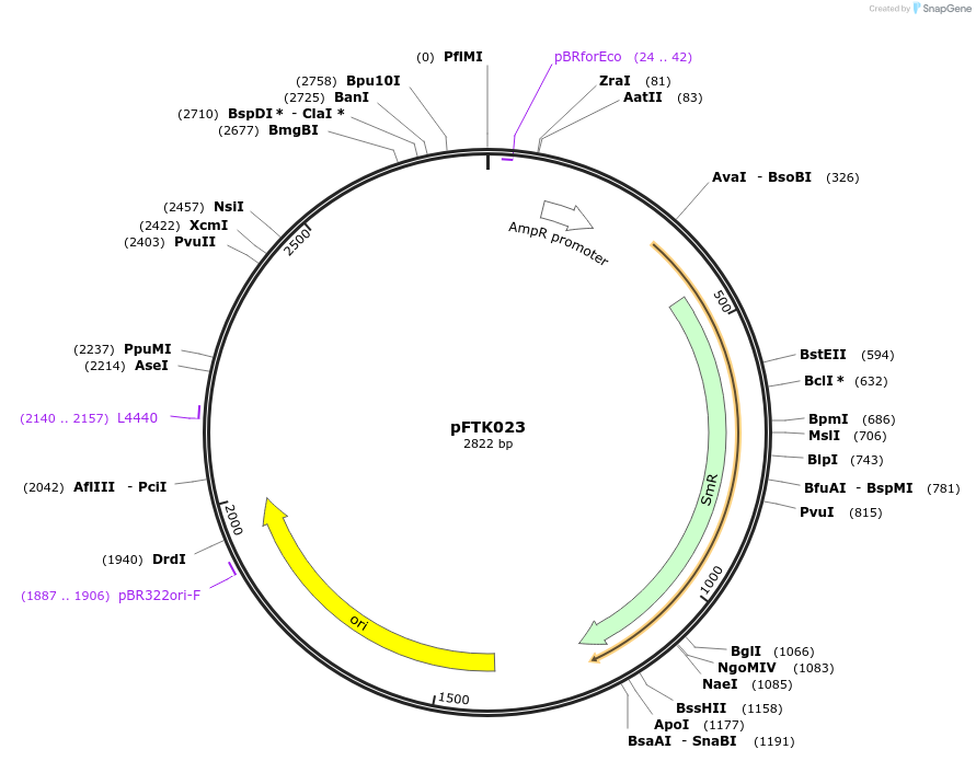 171295-plasmid-map-sequence-id-349857