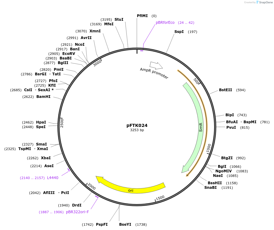 171296-plasmid-map-sequence-id-349858