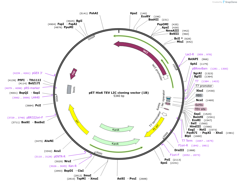 29653-plasmid-map-sequence-id-349860