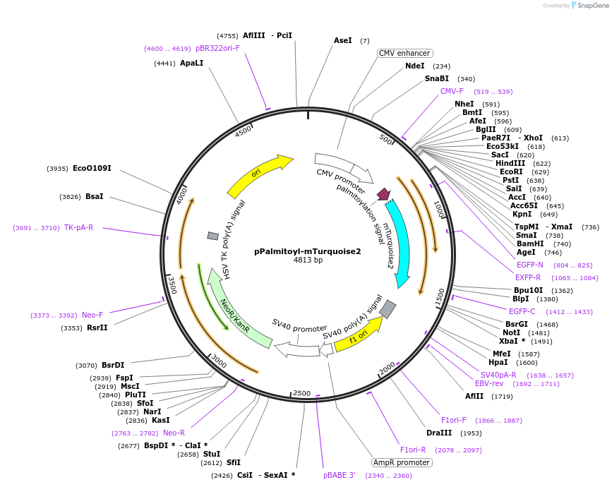 36209-plasmid-map-sequence-id-349862