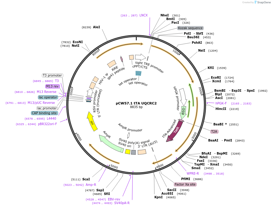 177978-plasmid-map-sequence-id-349867