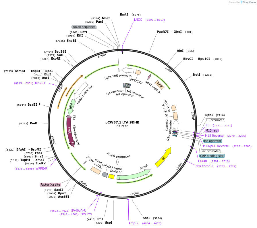 177977-plasmid-map-sequence-id-349868