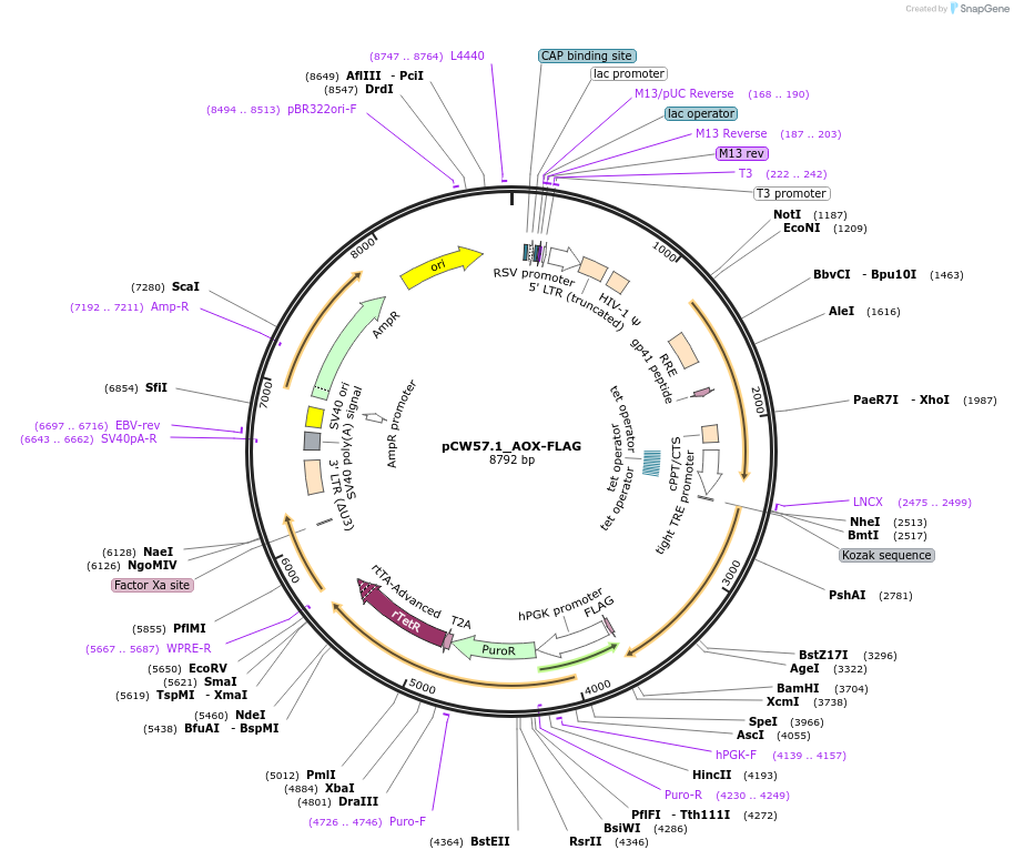 177984-plasmid-map-sequence-id-349869