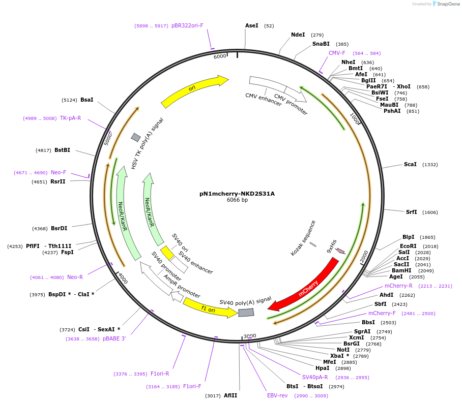 174332-plasmid-map-sequence-id-349871
