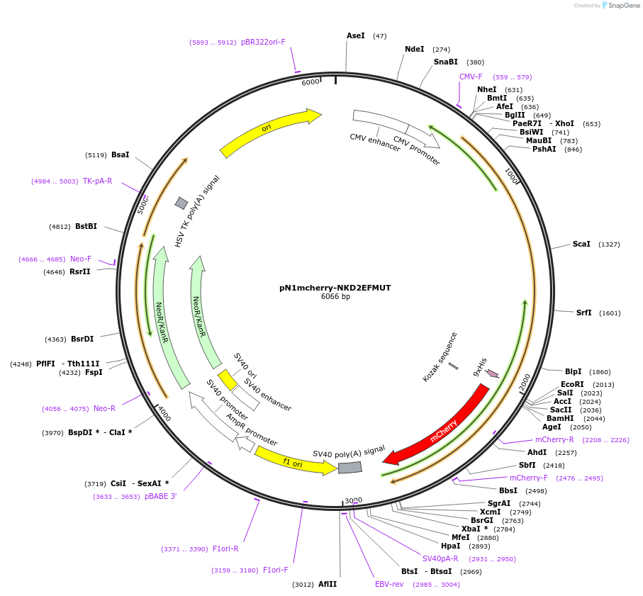 174333-plasmid-map-sequence-id-349872