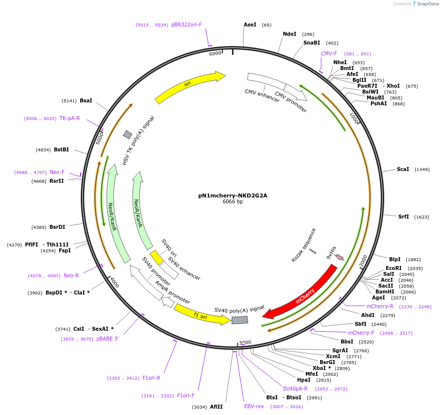 174334-plasmid-map-sequence-id-349873