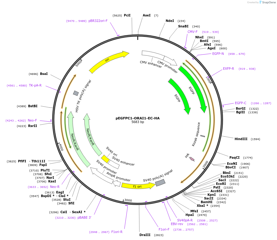 174335-plasmid-map-sequence-id-349874