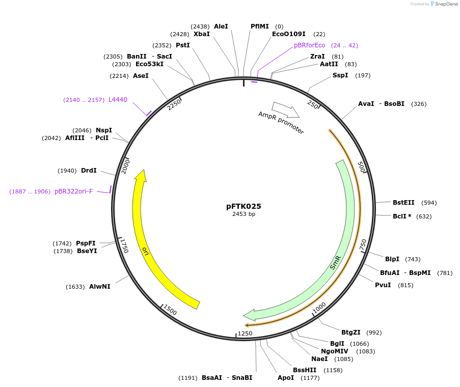 171297-plasmid-map-sequence-id-349876