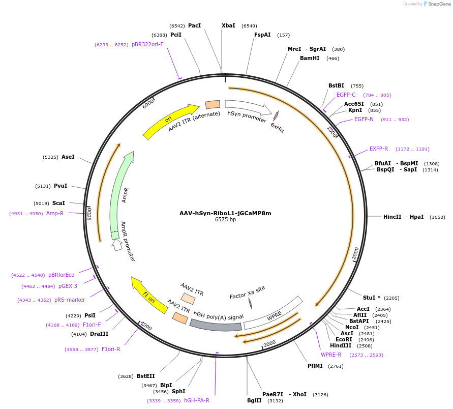 169248-plasmid-map-sequence-id-349877