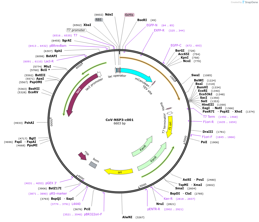 173082-plasmid-map-sequence-id-349878