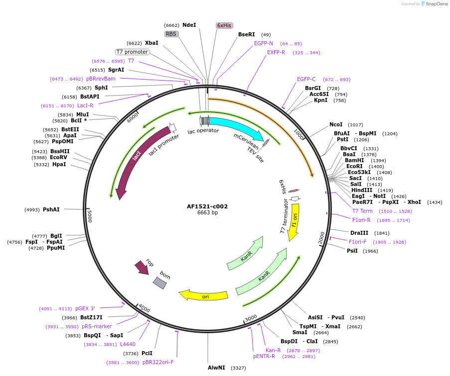 173109-plasmid-map-sequence-id-349881