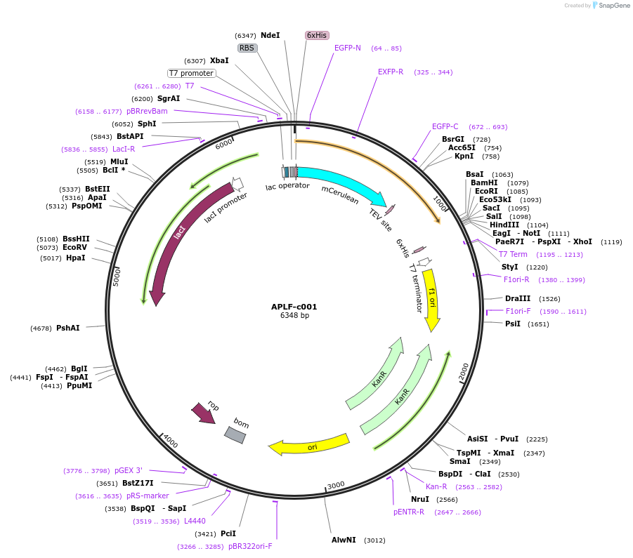 173077-plasmid-map-sequence-id-349882