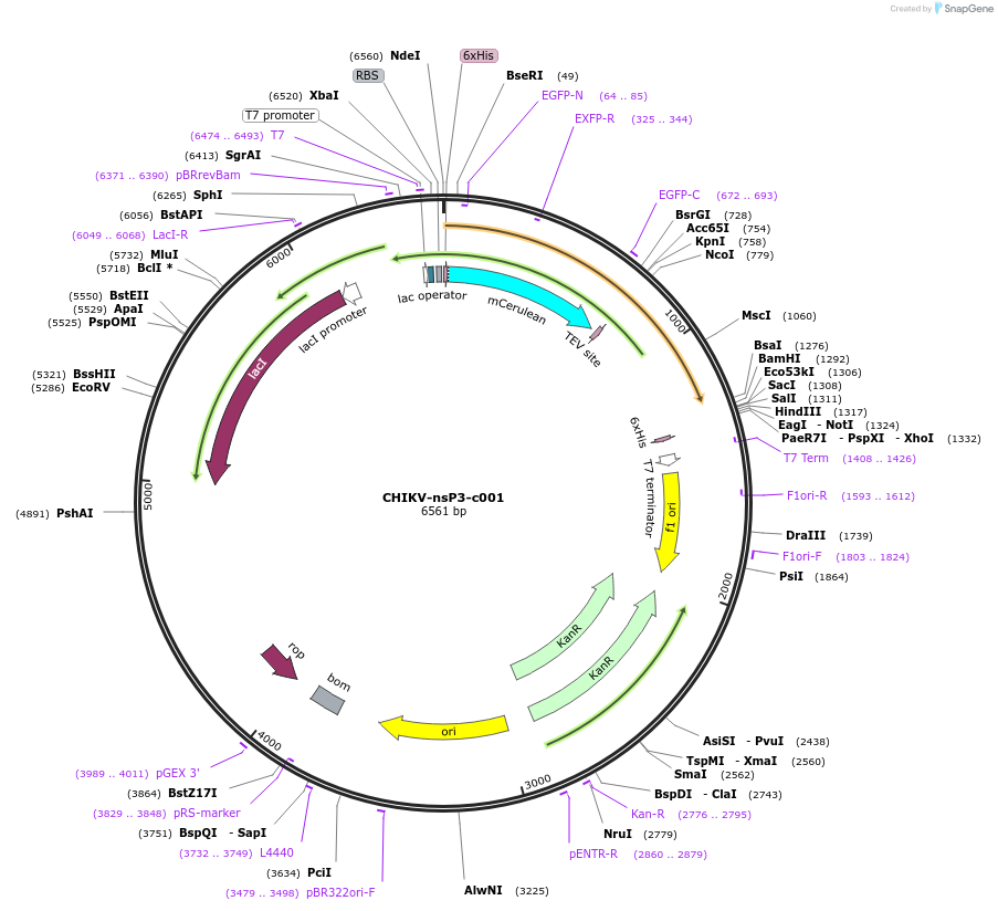 173086-plasmid-map-sequence-id-349885