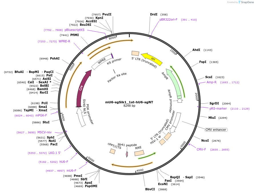 177212-plasmid-map-sequence-id-349892