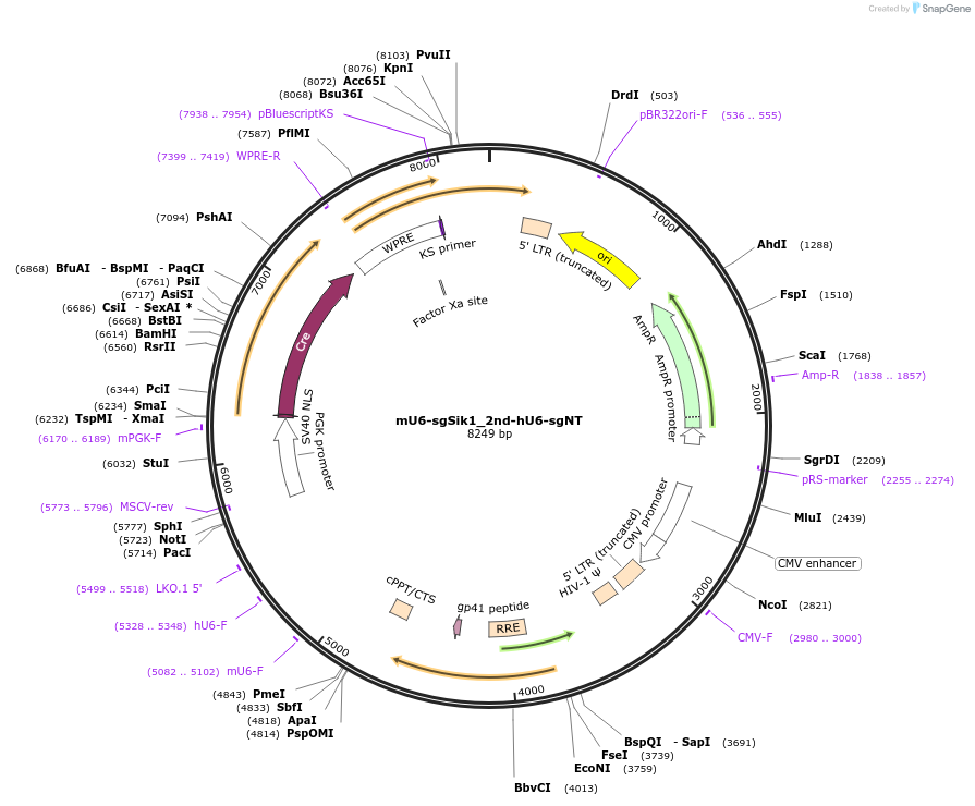177213-plasmid-map-sequence-id-349895