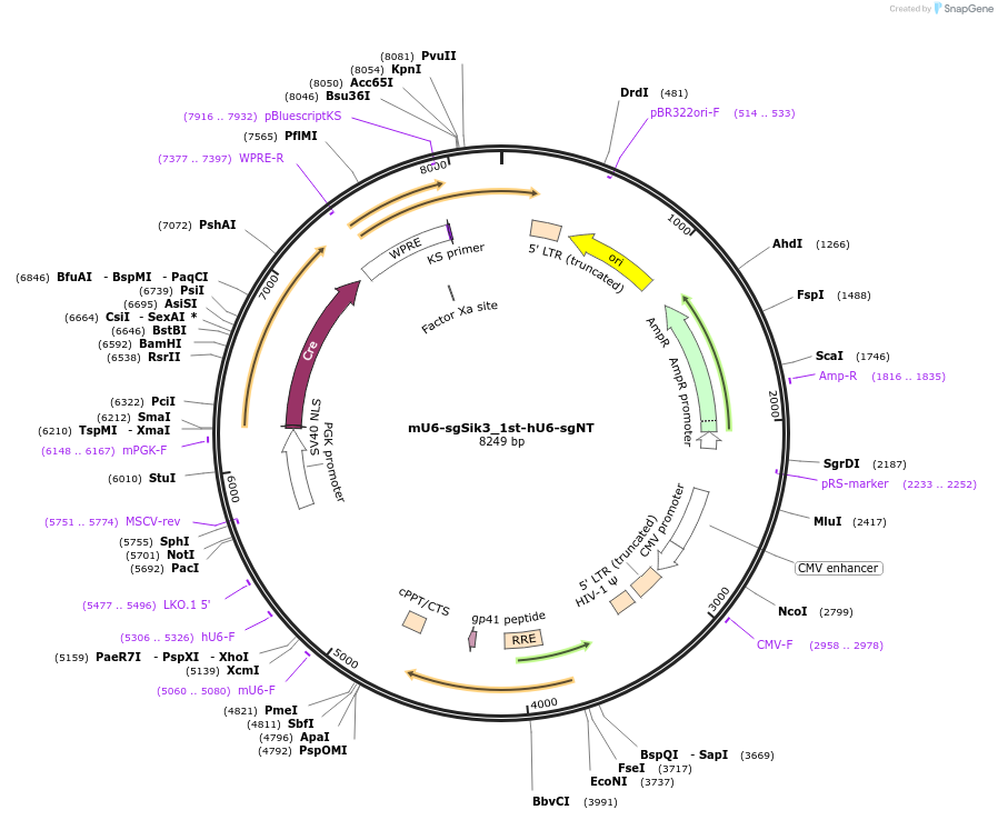 177214-plasmid-map-sequence-id-349897
