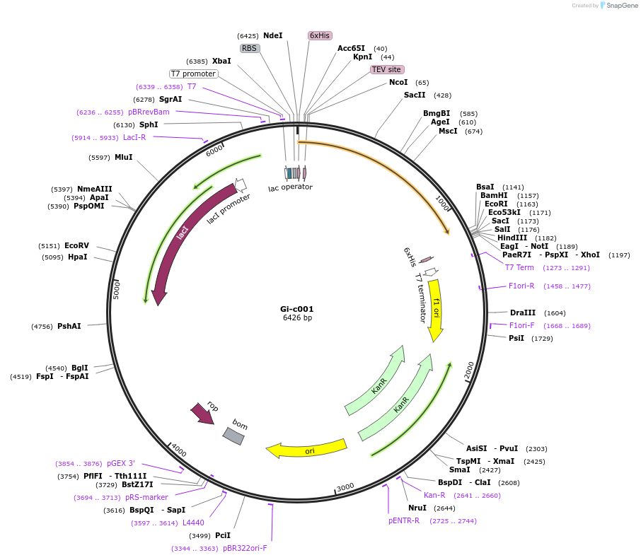 173078-plasmid-map-sequence-id-349904