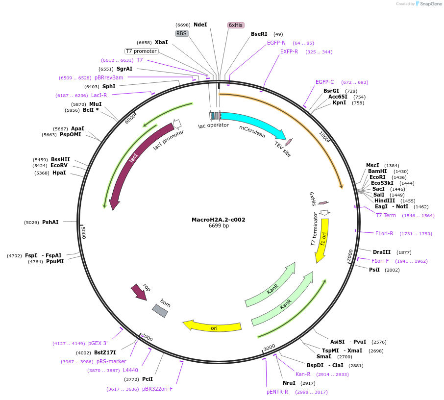 173089-plasmid-map-sequence-id-349906