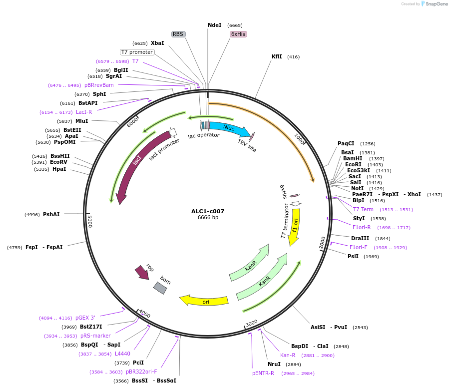 173112-plasmid-map-sequence-id-349907