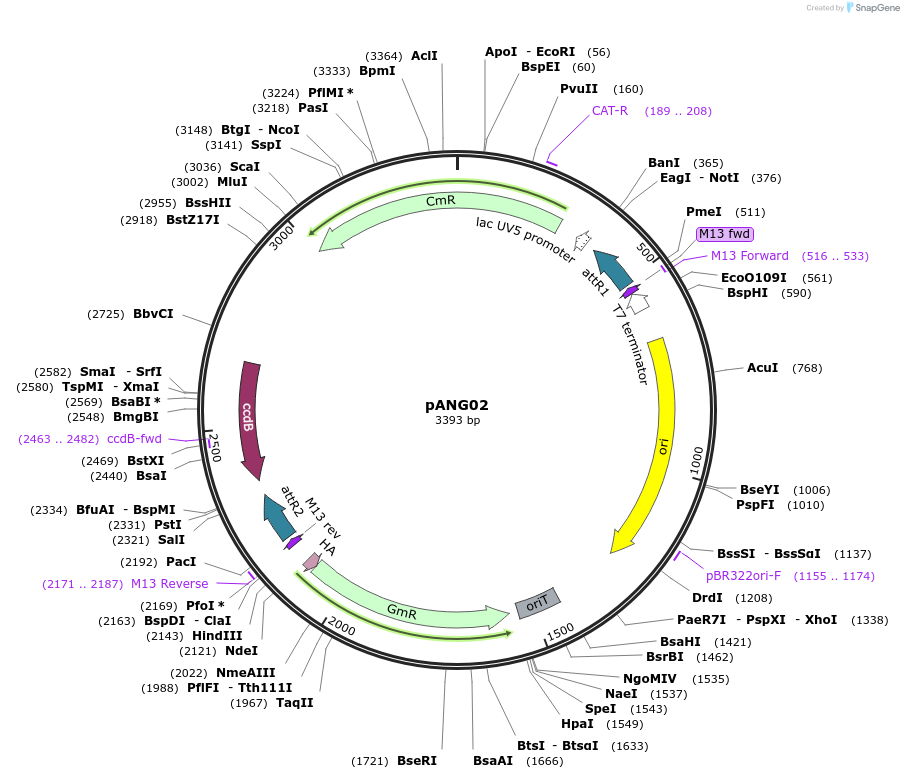 178084-plasmid-map-sequence-id-349910