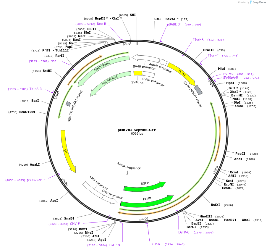 38296-plasmid-map-sequence-id-349914
