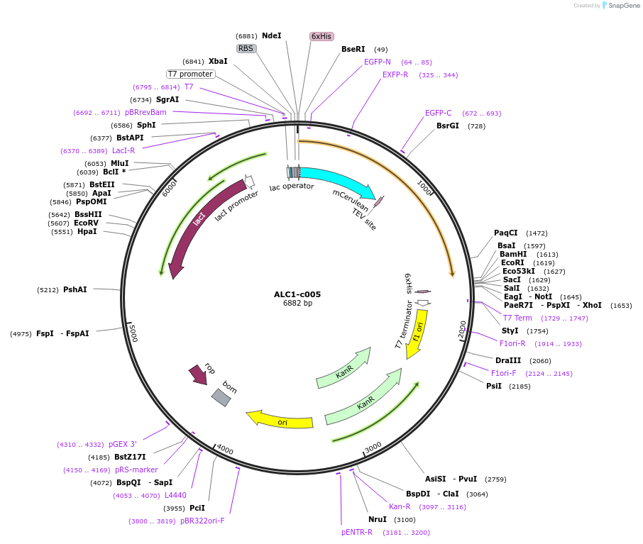 173092-plasmid-map-sequence-id-349915
