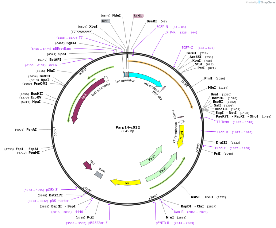 173099-plasmid-map-sequence-id-349917