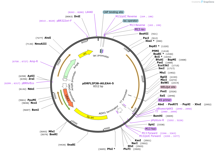 178189-plasmid-map-sequence-id-349922