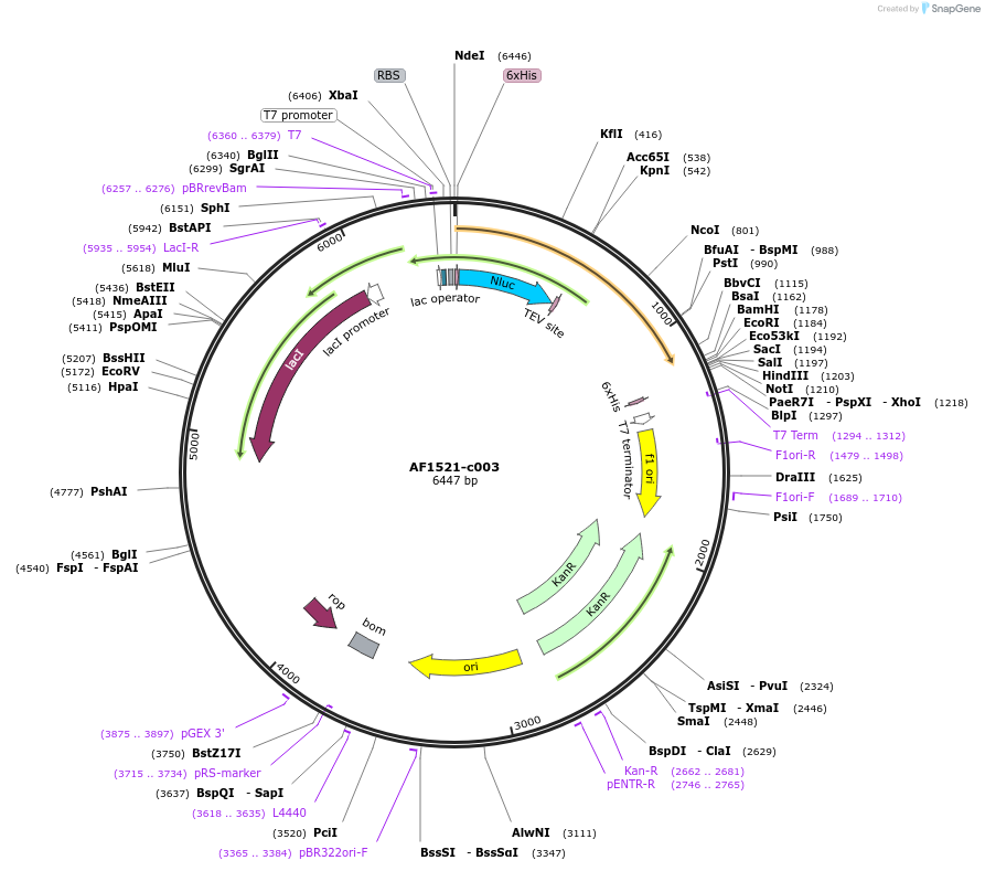 173111-plasmid-map-sequence-id-349923