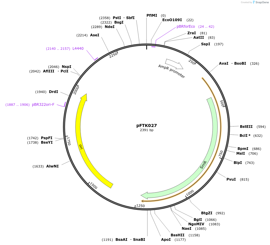 171299-plasmid-map-sequence-id-349924