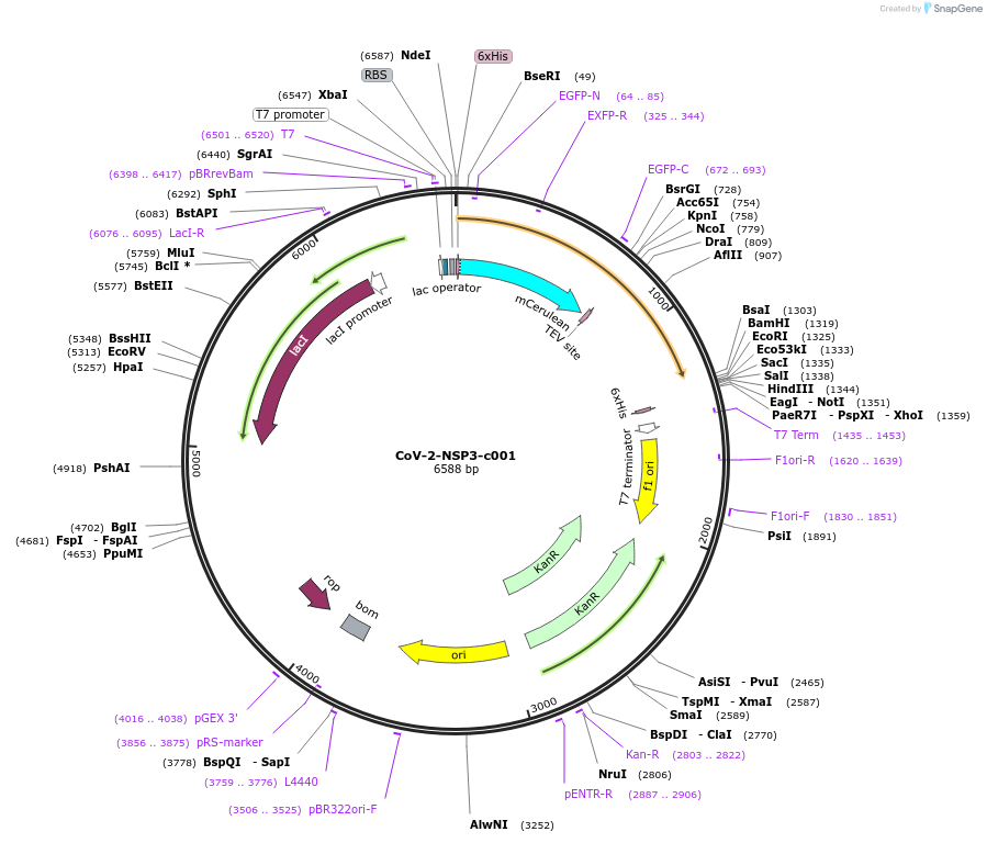 173083-plasmid-map-sequence-id-349926