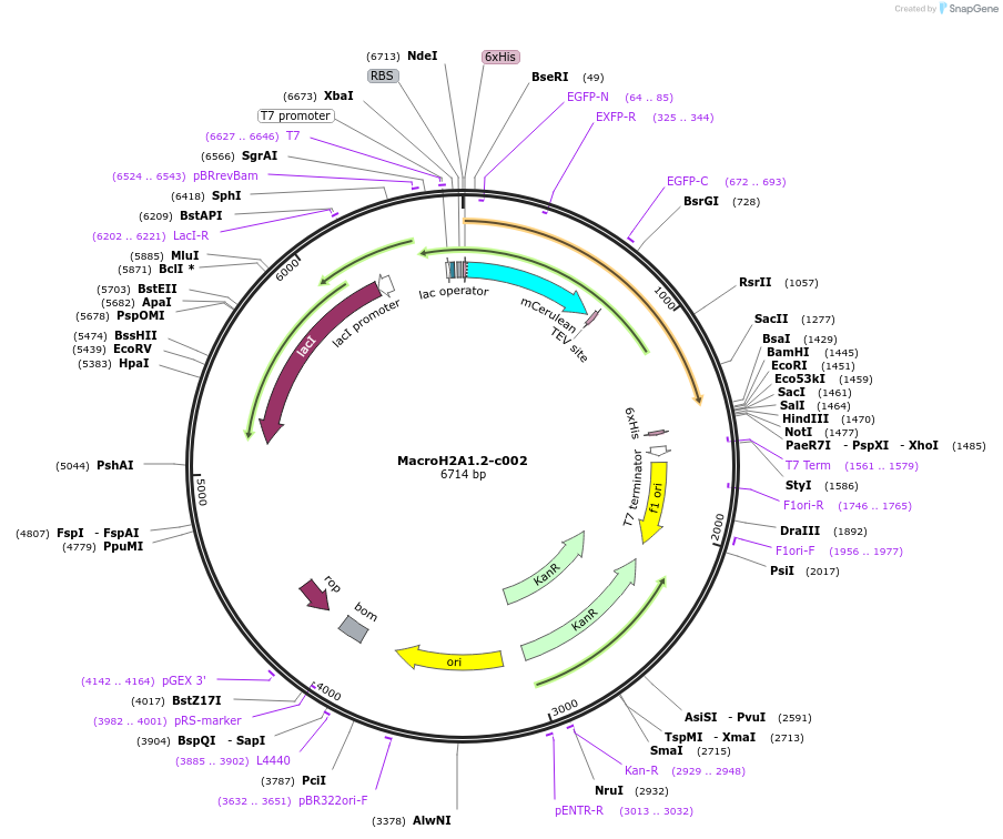 173088-plasmid-map-sequence-id-349927