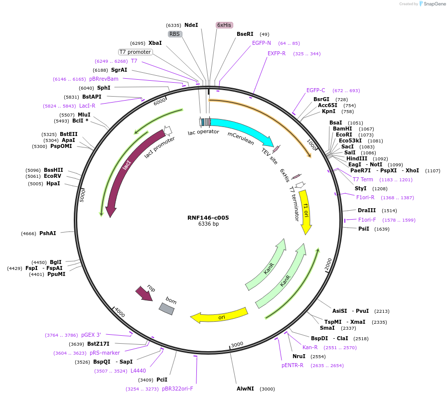 173091-plasmid-map-sequence-id-349929