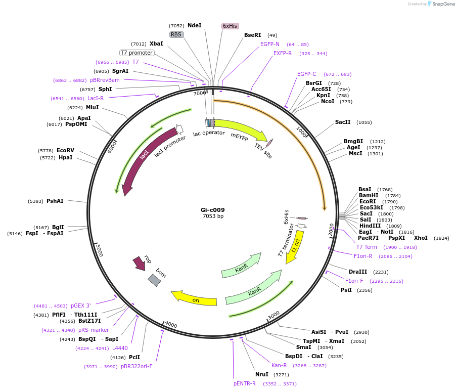 173079-plasmid-map-sequence-id-349931