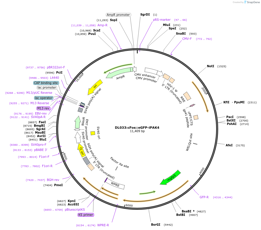 177883-plasmid-map-sequence-id-349961