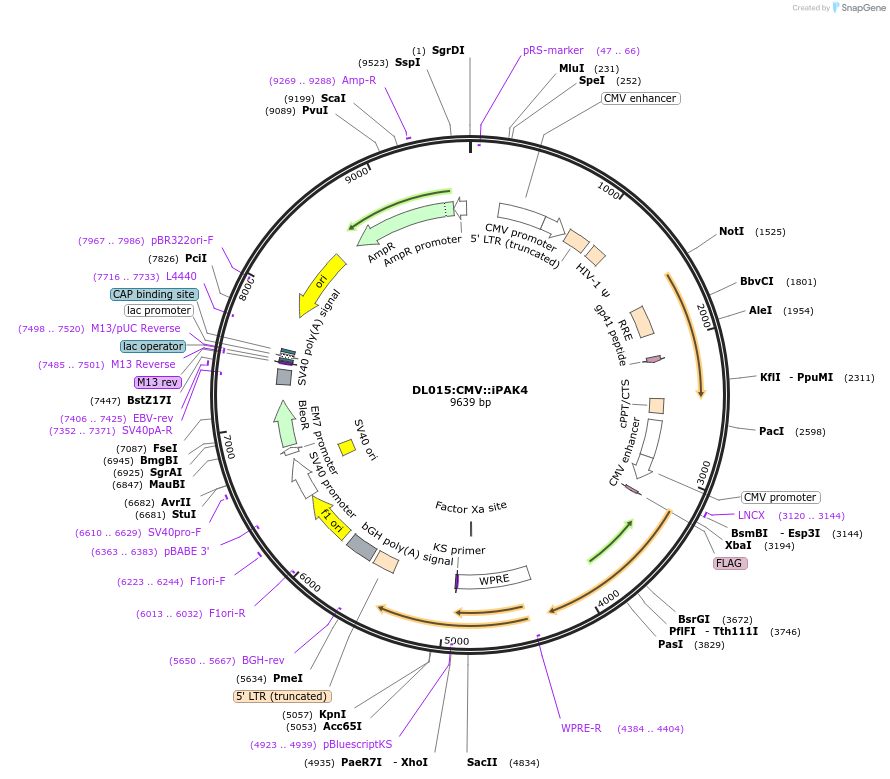 177880-plasmid-map-sequence-id-349963